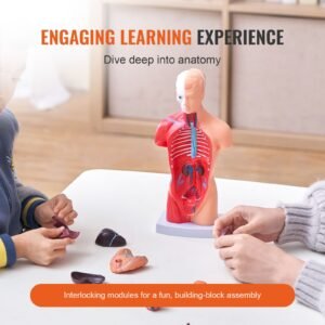 human body model 15 parts 11 inch human torso anatomy model anatomical skeleton model with removable organs educational teaching tool for students science learning school education display 2.jpg