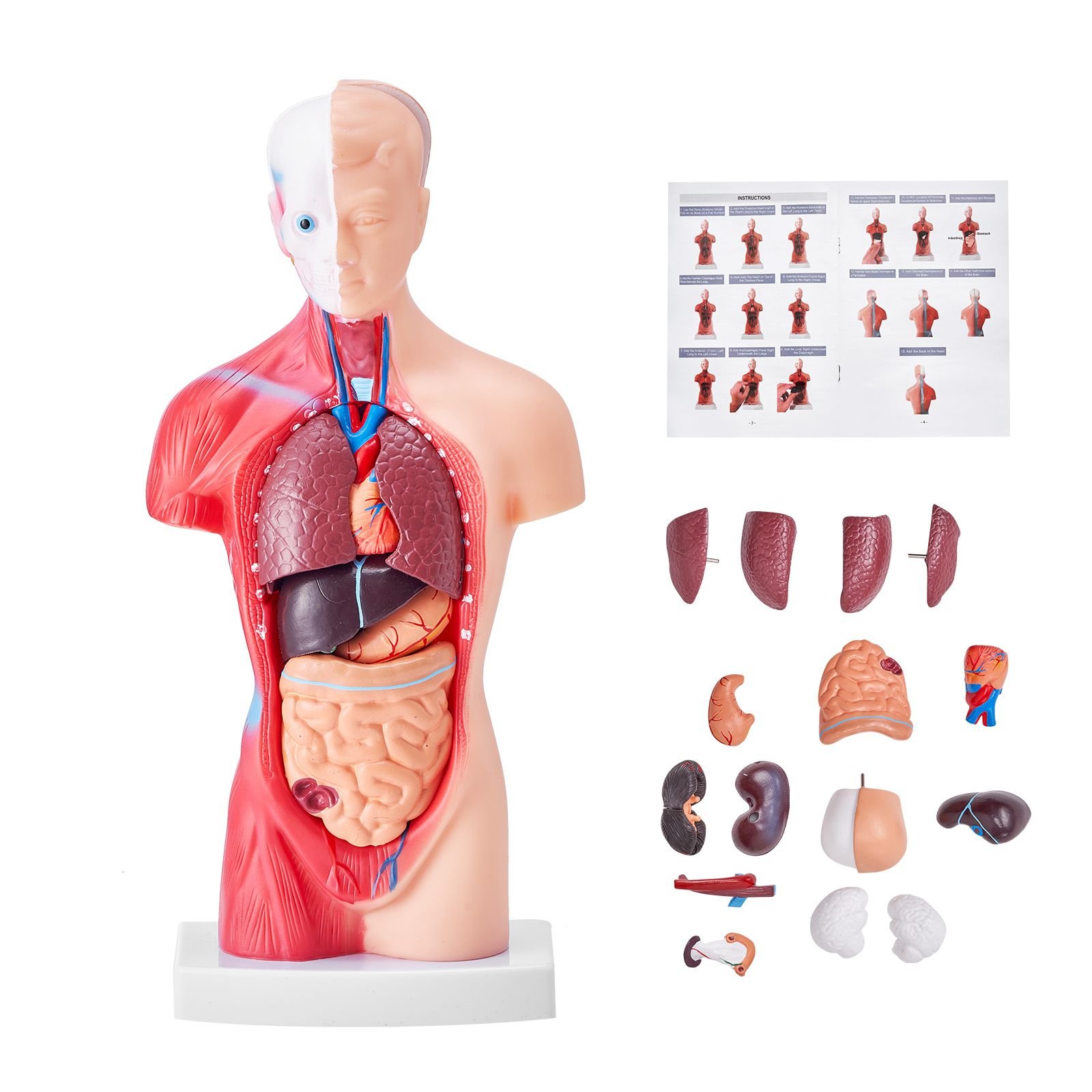 human body model 15 parts 11 inch human torso anatomy model anatomical skeleton model with removable organs educational teaching tool for students science learning school education display.jpg