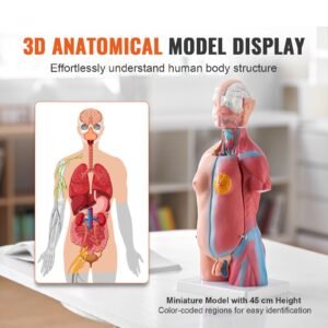 human body model 23 parts 18 inch human torso anatomy model unisex anatomical skeleton model with removable organs educational teaching tool for students science learning education display 1.jpg