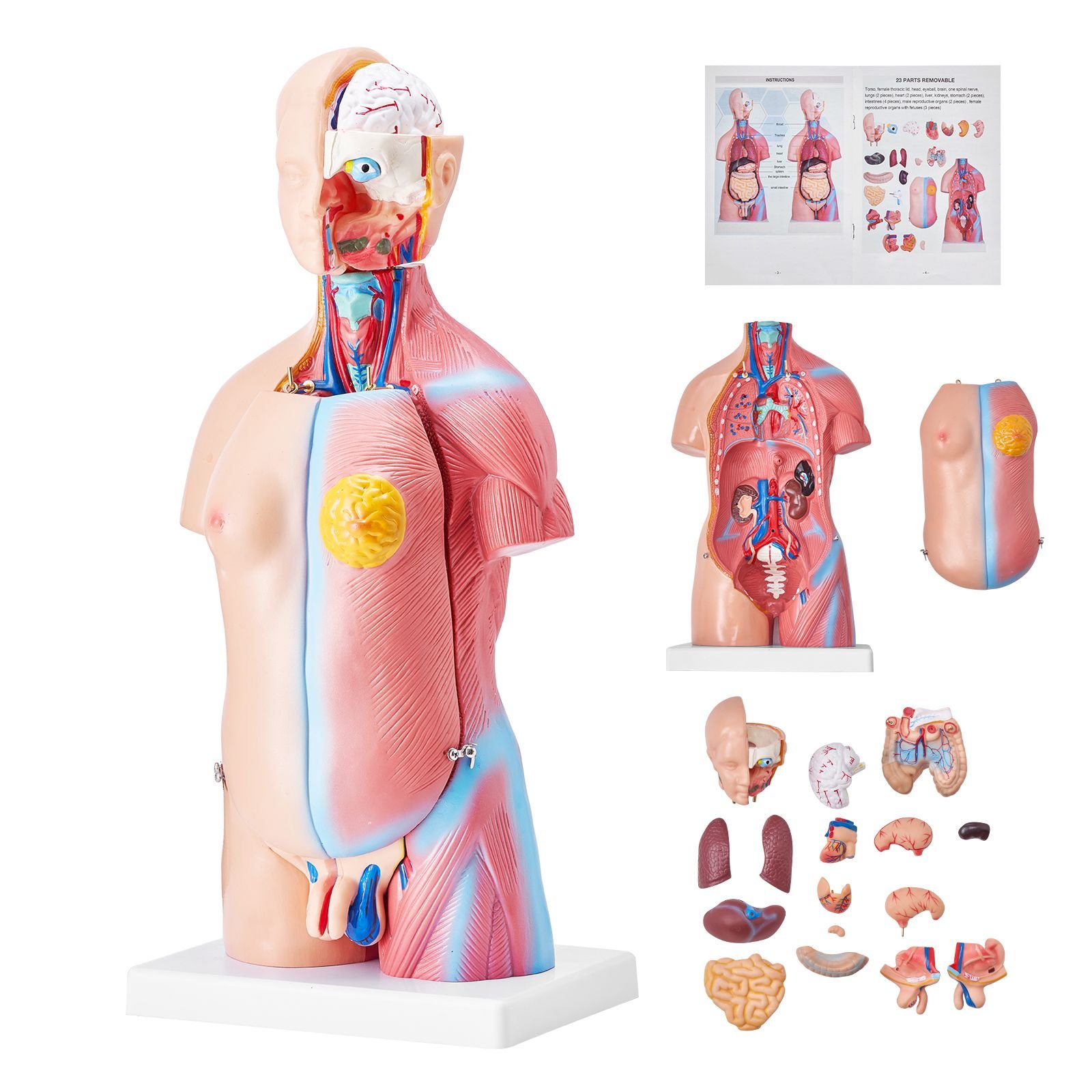 human body model 23 parts 18 inch human torso anatomy model unisex anatomical skeleton model with removable organs educational teaching tool for students science learning education display.jpg
