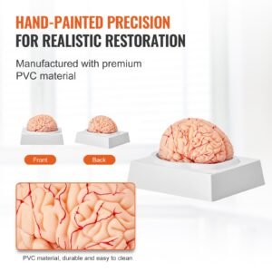 human brain model anatomy 11 life size 9 part human brain anatomical model with labels display base detachable brain model for science research teaching learning classroom study display 4.jpg
