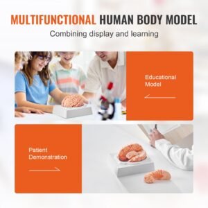 human brain model anatomy 11 life size 9 part human brain anatomical model with labels display base detachable brain model for science research teaching learning classroom study display 5.jpg