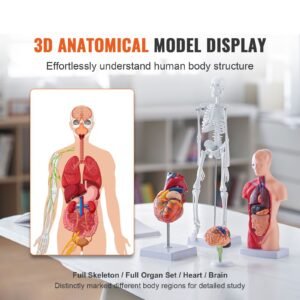 human anatomy models bundle set, brain, human torso body, heart, skeleton model set of 4, hands on 3d model study tools teaching models for physiology students or as educational kit for kids