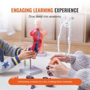 human anatomy models bundle set, brain, human torso body, heart, skeleton model set of 4, hands on 3d model study tools teaching models for physiology students or as educational kit for kids