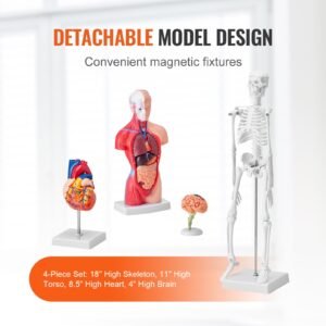 human anatomy models bundle set, brain, human torso body, heart, skeleton model set of 4, hands on 3d model study tools teaching models for physiology students or as educational kit for kids