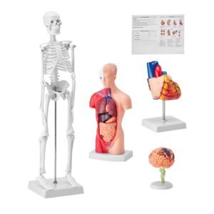 Human Anatomy Models Bundle Set, Brain, Human Torso Body, Heart, Skeleton Model Set of 4, Hands-on 3D Model Study Tools Teaching Models for Physiology Students or as Educational Kit for Kids