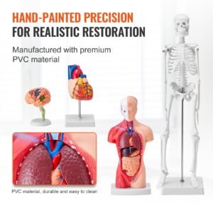 human anatomy models bundle set, brain, human torso body, heart, skeleton model set of 4, hands on 3d model study tools teaching models for physiology students or as educational kit for kids