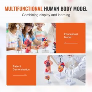human anatomy models bundle set, brain, human torso body, heart, skeleton model set of 4, hands on 3d model study tools teaching models for physiology students or as educational kit for kids