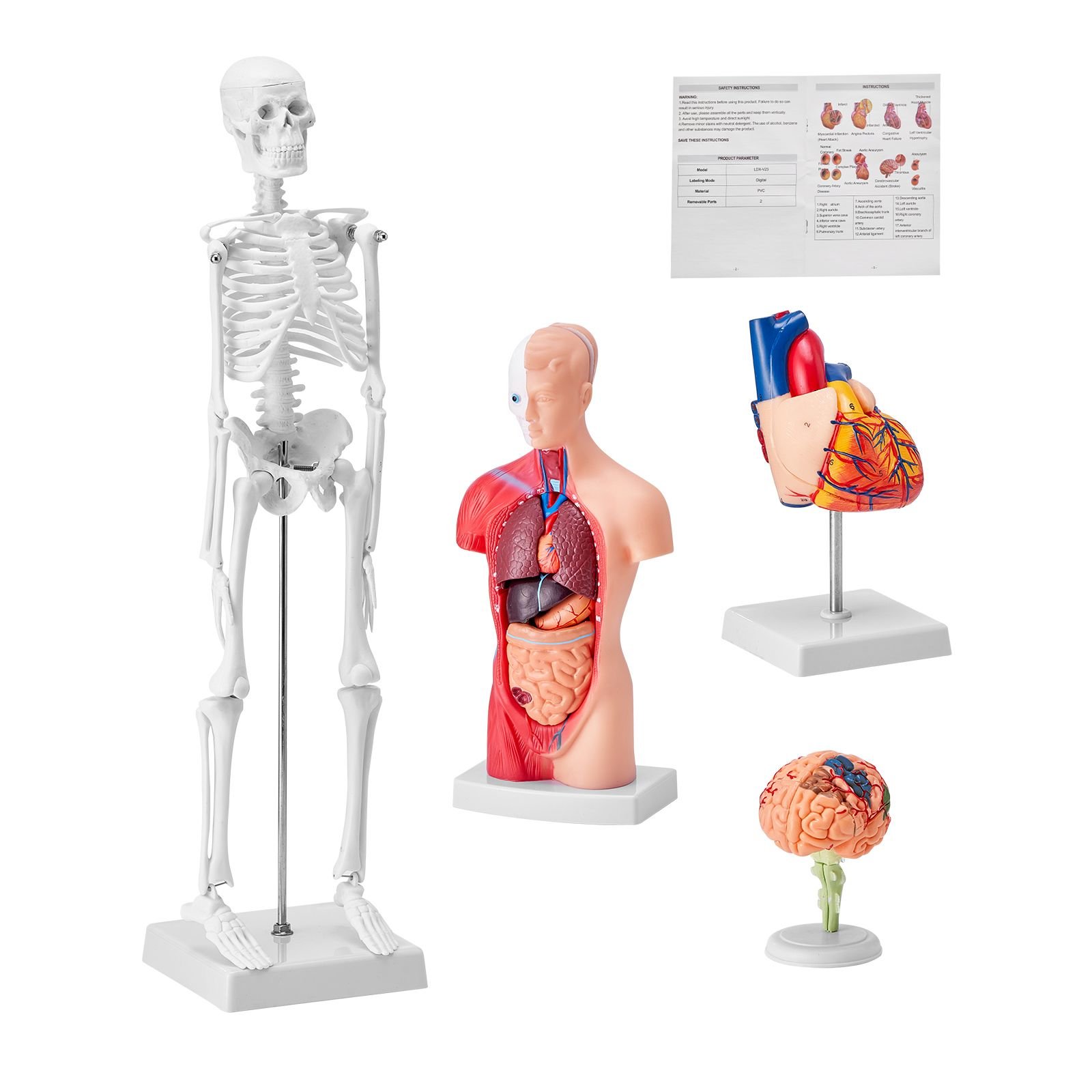 human anatomy models bundle set, brain, human torso body, heart, skeleton model set of 4, hands on 3d model study tools teaching models for physiology students or as educational kit for kids