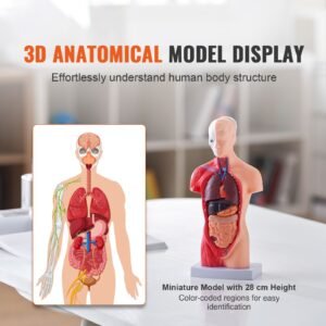 human body model, 15 parts 11 inch, human torso anatomy model anatomical skeleton model with removable organs, educational teaching tool for students science learning school education display