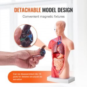human body model, 15 parts 11 inch, human torso anatomy model anatomical skeleton model with removable organs, educational teaching tool for students science learning school education display