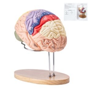Human Brain Model Anatomy, 2X Life-Size 4-Part Human Brain Anatomical Model with Labels & Display Base, Color-Coded Detachable Brain Model for Science Research Teaching Learning Study Display
