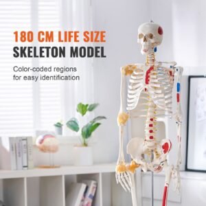 human skeleton model for anatomy, 71.65" life size, accurate pvc anatomy skeleton model with ligaments, movable arms, legs & jaw, with muscle origin & insertion points, for professional teaching