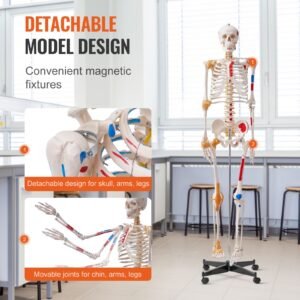 human skeleton model for anatomy, 71.65" life size, accurate pvc anatomy skeleton model with ligaments, movable arms, legs & jaw, with muscle origin & insertion points, for professional teaching