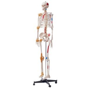 Human Skeleton Model for Anatomy, 71.65" Life Size, Accurate PVC Anatomy Skeleton Model with Ligaments, Movable Arms, Legs & Jaw, with Muscle Origin & Insertion Points, for Professional Teaching