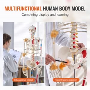 human skeleton model for anatomy, 71.65" life size, accurate pvc anatomy skeleton model with ligaments, movable arms, legs & jaw, with muscle origin & insertion points, for professional teaching