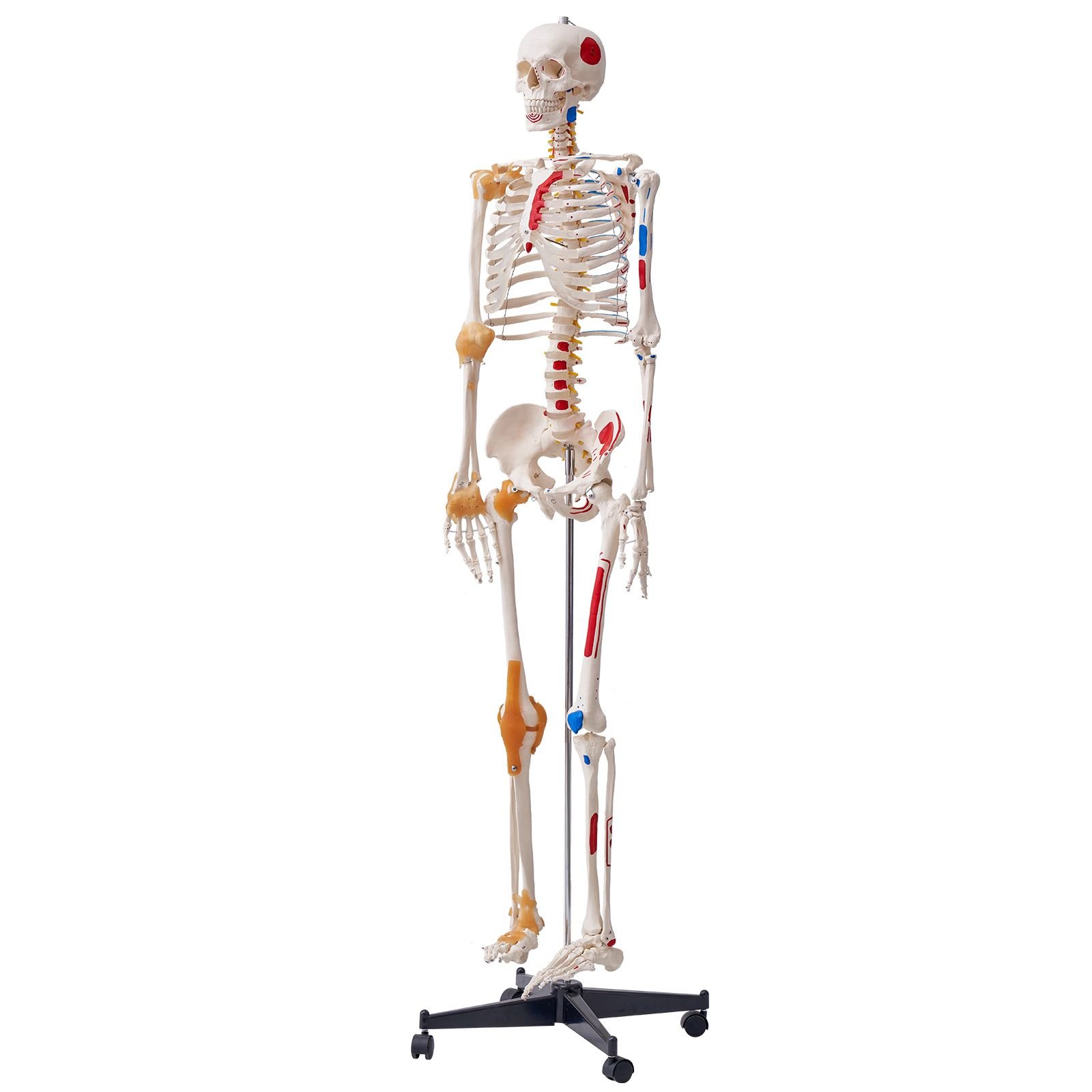 human skeleton model for anatomy, 71.65" life size, accurate pvc anatomy skeleton model with ligaments, movable arms, legs & jaw, with muscle origin & insertion points, for professional teaching