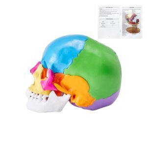 Human Skull Model, 22 Parts Human Skull Anatomy, Life-Size Painted Anatomy Skull Model, PVC Anatomical Skull, Detachable Learning Skull Model, for Professional Teaching, Researching and Learning