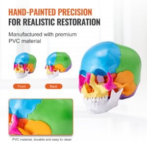 human skull model, 22 parts human skull anatomy, life size painted anatomy skull model, pvc anatomical skull, detachable learning skull model, for professional teaching, researching and learning
