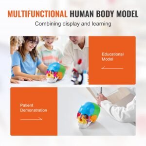 human skull model, 22 parts human skull anatomy, life size painted anatomy skull model, pvc anatomical skull, detachable learning skull model, for professional teaching, researching and learning