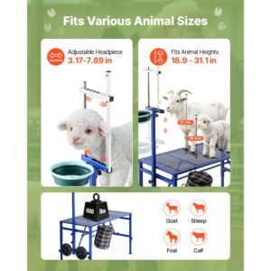 goat milking stand, 600 lbs heavy duty foldable goat stand with feed bin & wheels, adjustable headpiece & tool basket, stanchion for grooming & hoof trimming, metal livestock platform for sheep